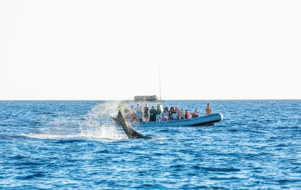 Maui: Guided Whale Watching Tour on Eco Raft - Key Things You’ll Notice on This Eco Raft Whale Tour