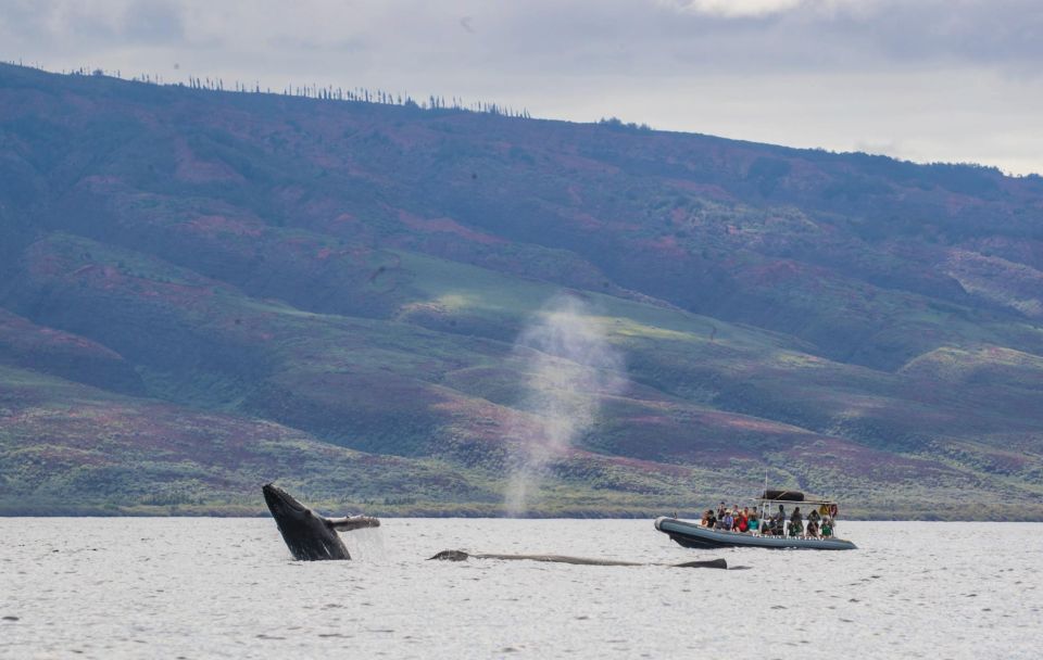 Maui: Guided Whale Watching Tour on Eco Raft - Who Should Book This Eco Raft Tour, and Who Might Skip