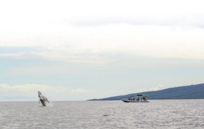 Maui: Guided Whale Watching Tour on Eco Raft - How the 2–5 Hour Experience Flows (And Why That Matters)