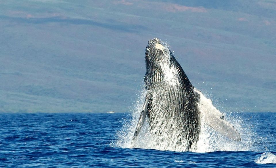 Maui: Guided Whale Watching Tour on Eco Raft - Meet the Skipper and Naturalist Team (Jack, Val, Jill)