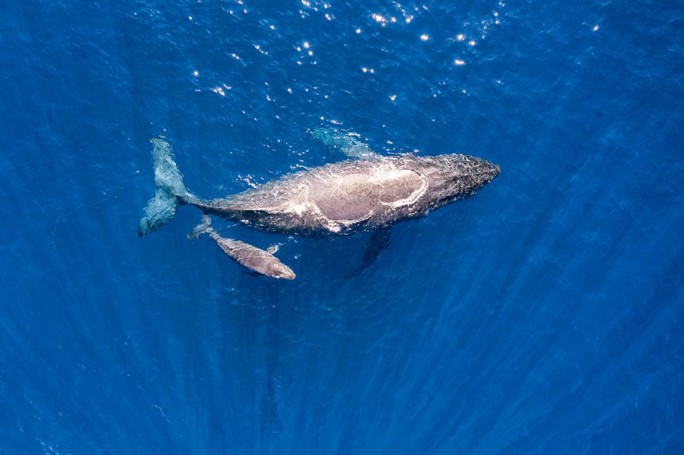 Maui: Guided Whale Watching Tour on Eco Raft - Best Side for Viewing and Photo Tips in Choppy Water