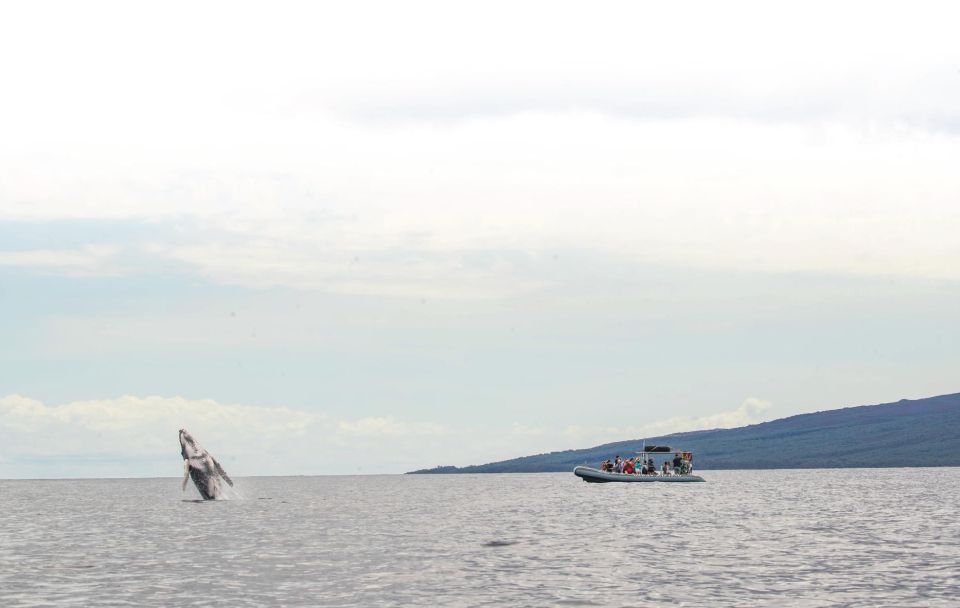 Maui: Guided Whale Watching Tour on Eco Raft - How the 2–5 Hour Experience Flows (And Why That Matters)