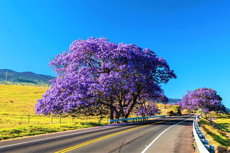 Maui: Haleakala Sunrise Eco Tour with Breakfast - Price and Value: Is $275 Worth It?