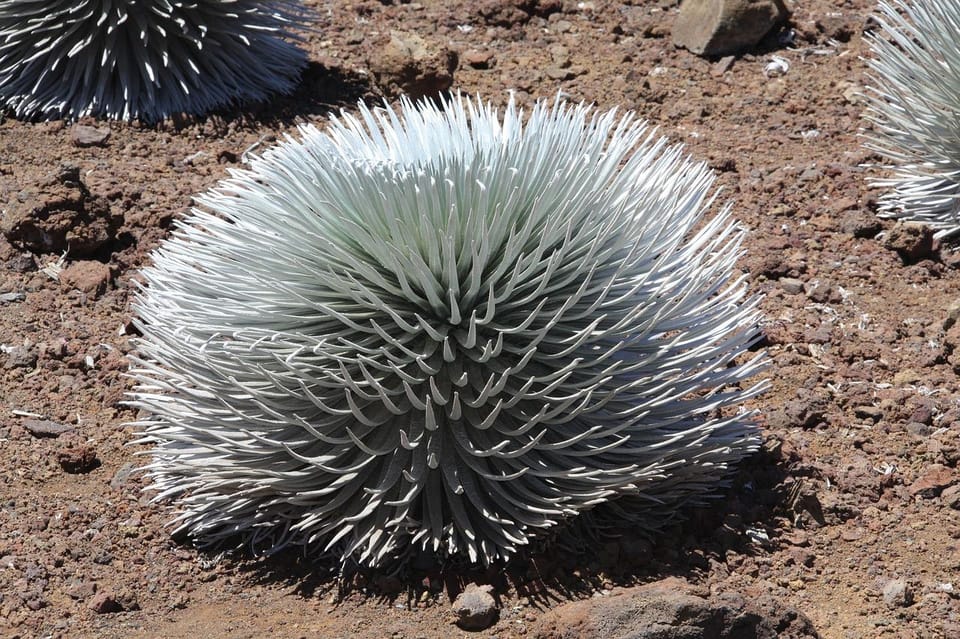 Maui: Haleakala Sunrise Tour with Pick-up - After Sunrise: Haleakalā Crater Time (and What It Adds)