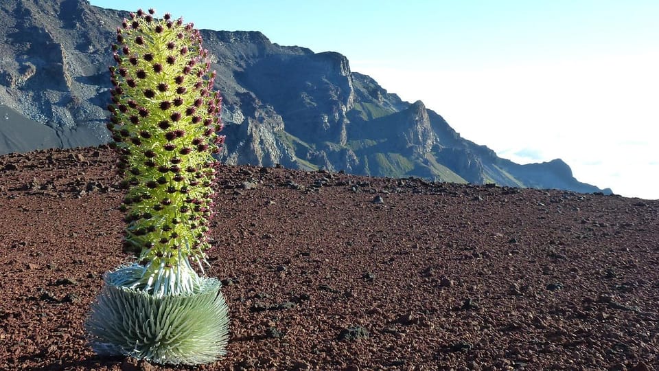 Maui: Haleakala Sunrise Tour with Pick-up - Who Should Book (and Who Should Skip This One)