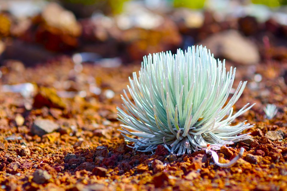 Maui: Haleakala Sunset and Stargazing Tour with Dinner - Key things I’d circle before you book
