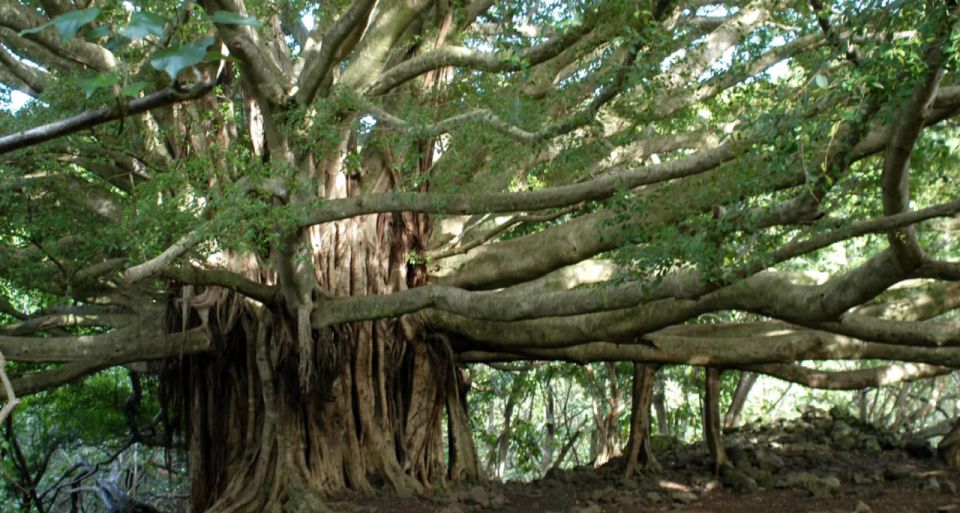 Maui: Hana Hiking Tour with Lunch - Key highlights to pay attention to