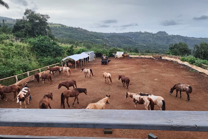 Maui Horseback Adventure at Circle M Ranch With Real Cowboys - Quick practical tips before you go