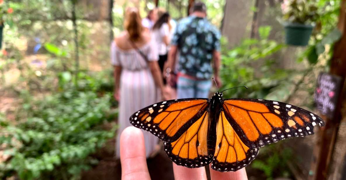 Maui: Interactive Butterfly Farm Entrance Ticket - Key Points Before You Go