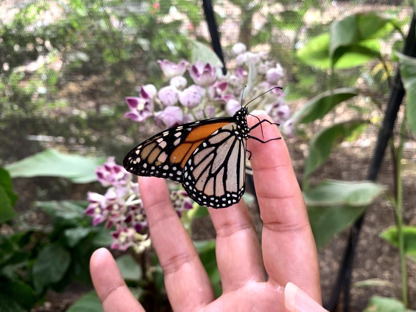 Maui: Interactive Butterfly Farm Entrance Ticket - Who This Maui Butterfly Farm Tour Is Best For