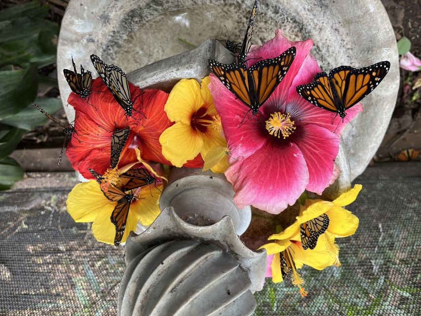 Maui: Interactive Butterfly Farm Entrance Ticket - Caterpillars to Cocoons: Watching the Life Cycle Up Close