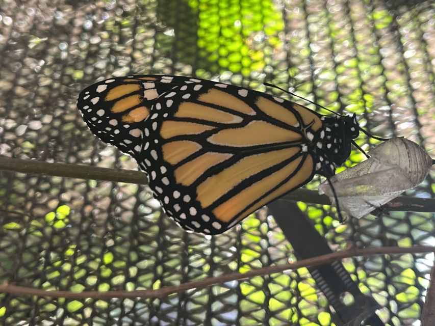 Maui: Interactive Butterfly Farm Entrance Ticket - Monarch Butterflies: Why They Matter in Hawaii