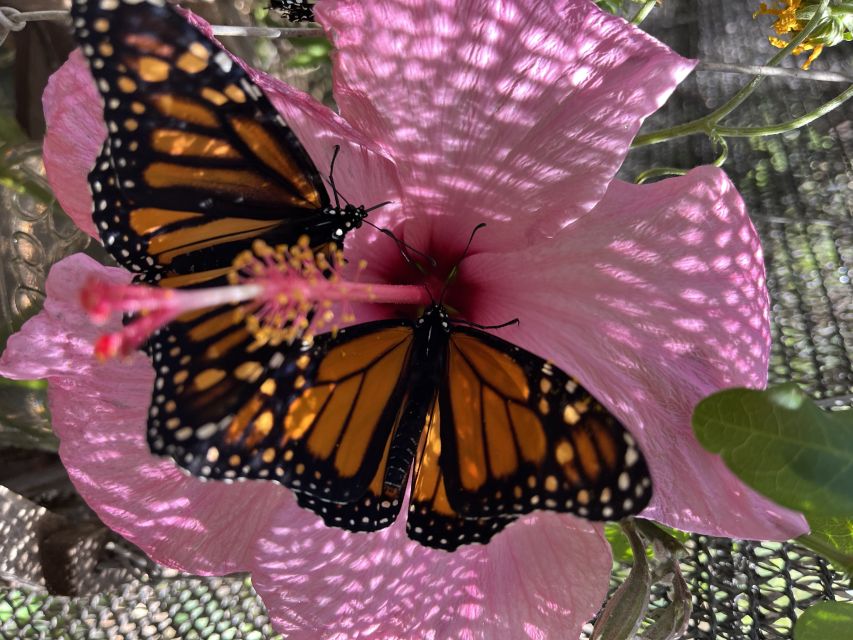Maui: Interactive Butterfly Farm Entrance Ticket - The Interactive Moment: Butterflies and Praying Mantises
