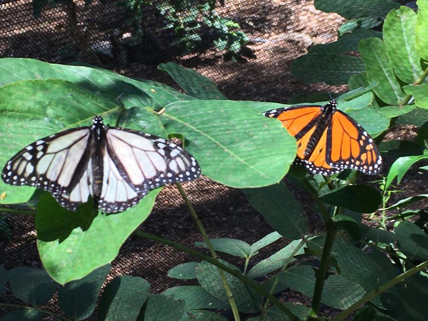 Maui: Interactive Butterfly Farm Entrance Ticket - How You Help Save Hawaii’s Butterflies