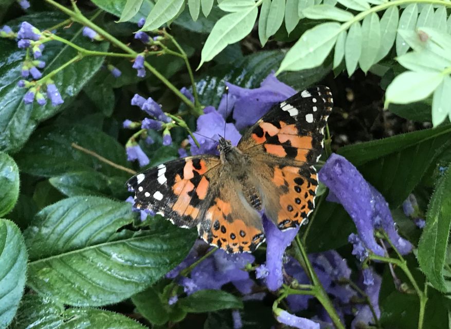 Maui: Interactive Butterfly Farm Entrance Ticket - What the 10-Person Group Size Does for the Experience