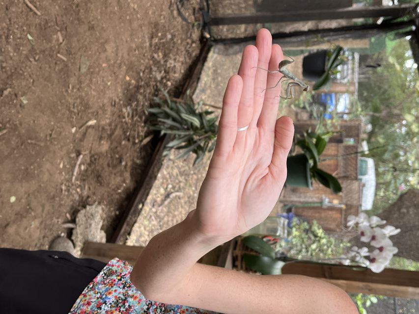 Maui: Interactive Butterfly Farm Entrance Ticket - Timing and Value: Is $49 for 45 Minutes Worth It?