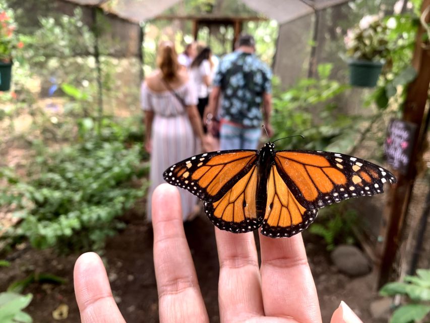 Maui: Interactive Butterfly Farm Entrance Ticket - The Guided Walk: Plants, Fruit, and a Habitat You Can Feel