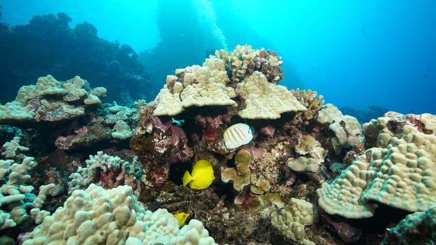 Maui: Intro to Scuba Diving from Shore - Lahaina - The In-Water Practice That Builds Real Confidence