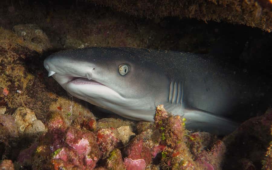 Maui: Intro to Scuba Diving from Shore - Lahaina - Price and Value: What $160 Really Includes
