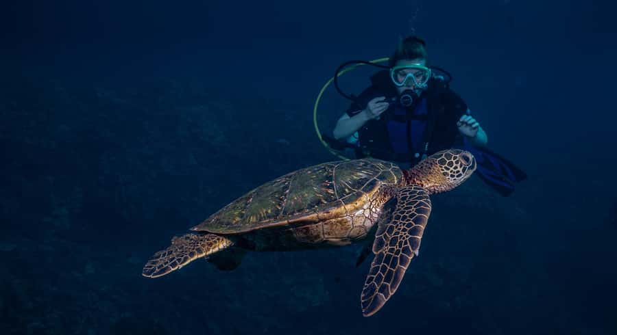 Maui: Intro to Scuba Diving from Shore - Lahaina - Who This Shore Session Is Best For