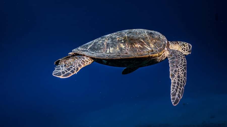 Maui: Intro to Scuba Diving from Shore - Lahaina - The 30-Minute Classroom: Getting Your Bearings Fast
