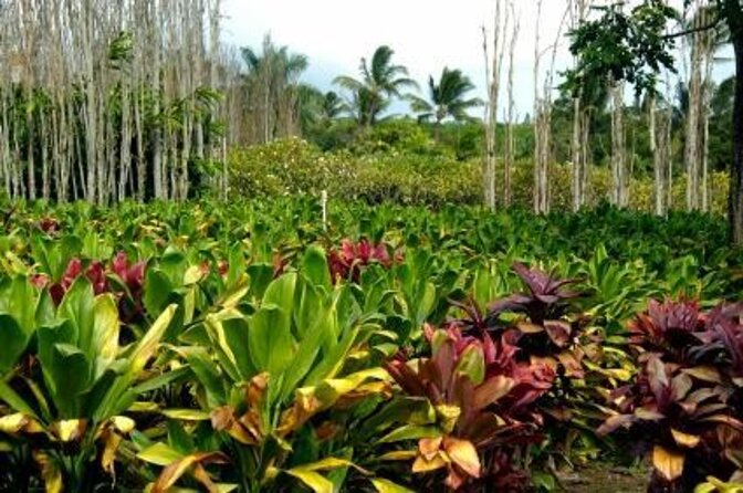 Maui Island Private Day Tour - Key things to know before you go