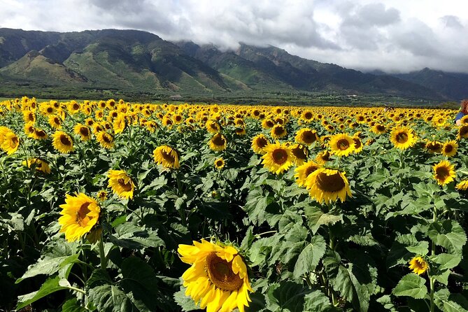 Maui Island Private Day Tour - What the Private Guide Adds: Maui History, Food Tips, and Calm Logistics