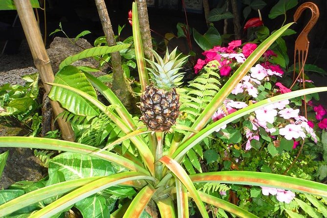 Maui Island Private Day Tour - Maui Ocean Center: Aquarium Fun and a 3D Whale Movie Option