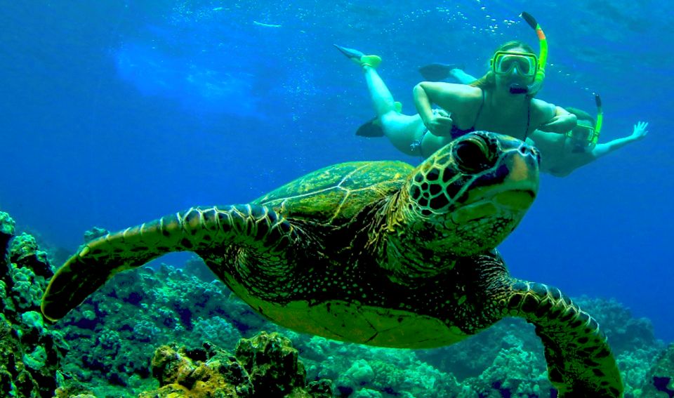 Maui: Kaanapali Beach 5-hr Snorkel w/ BBQ Lunch & Open Bar - Meeting at Aqualani Beach: Easy Start, Smart Parking