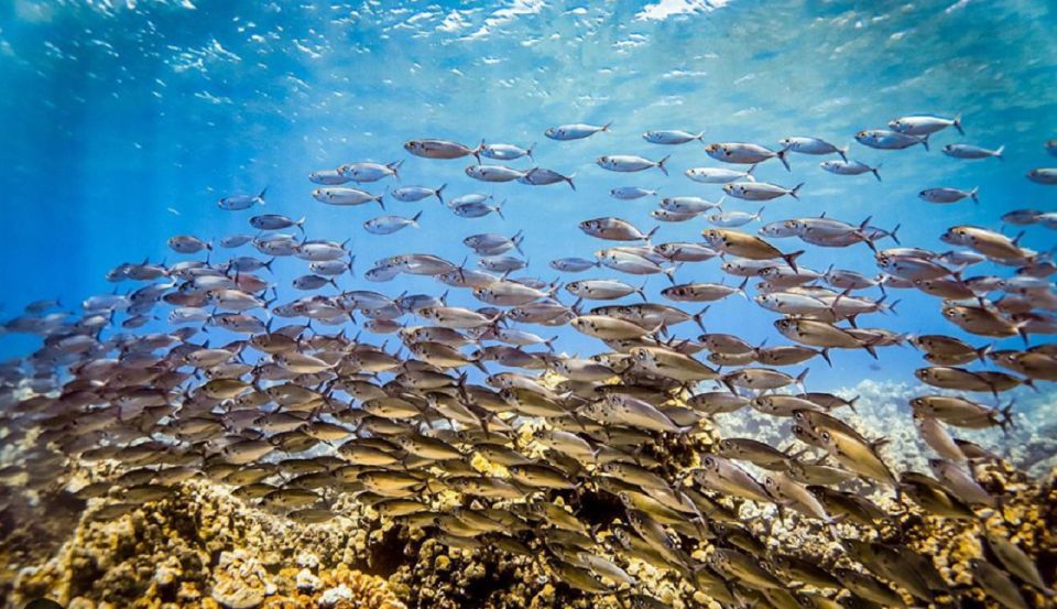 Maui: Kaanapali Beach 5-hr Snorkel w/ BBQ Lunch & Open Bar - The Catamaran Cruise Out: Sailing Time You’ll Actually Enjoy