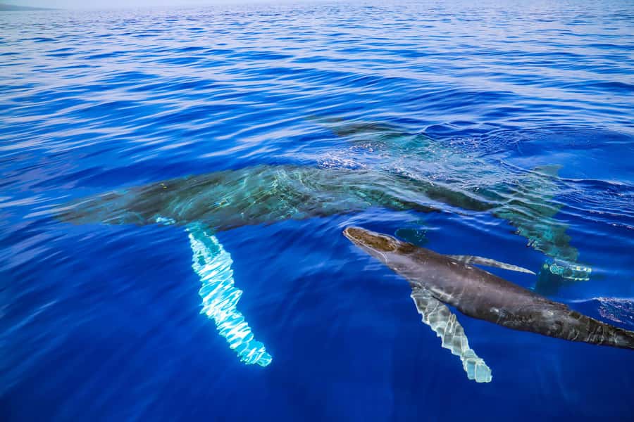 Maui: Ka'anapali Discount Whale Watch - Beach Loading Vessel - Key Highlights You’ll Actually Care About