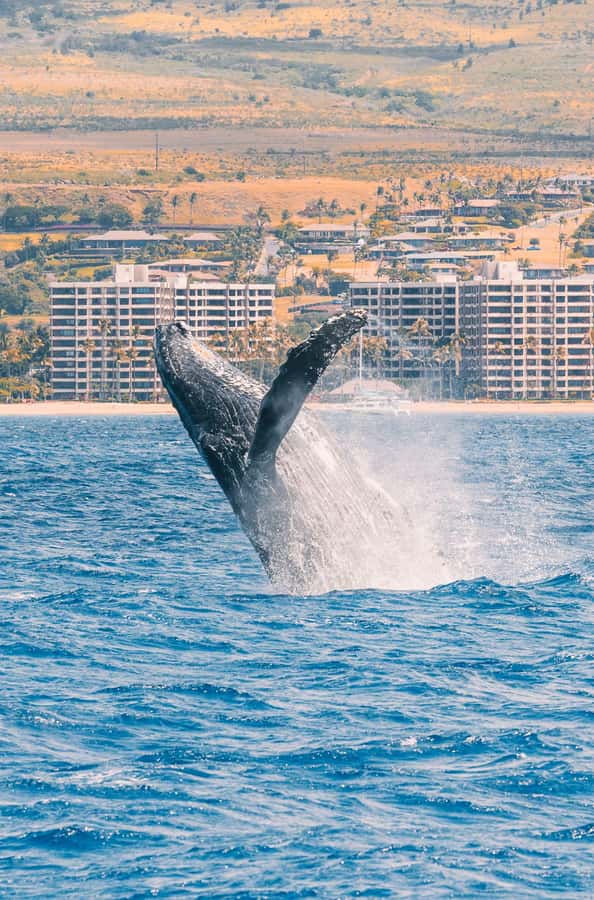 Maui: Ka'anapali Discount Whale Watch - Beach Loading Vessel - The Marine Naturalist’s Role: More Than Facts