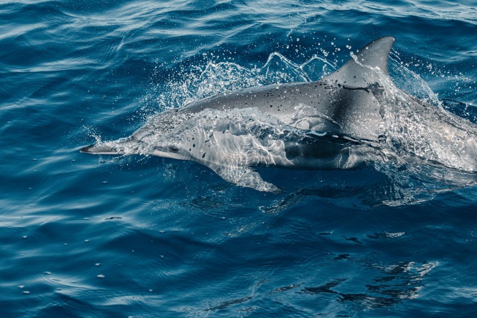 Maui: Kaanapali Dolphin Watching Boat Trip with Lunch - Key things that matter before you go