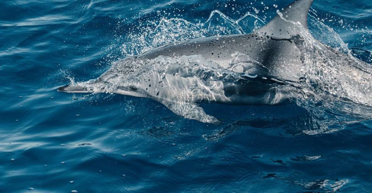 Maui: Kaanapali Dolphin Watching Boat Trip with Lunch - Lunch, pupus, and an open bar: why the food matters on a boat day