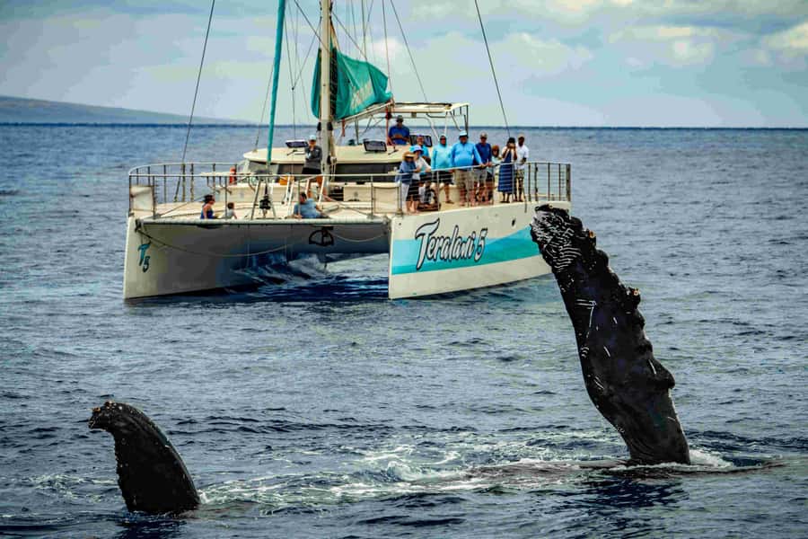 Maui: Kaanapali Whale Watching Boat with Open Bar and Food - Key things to know before you go