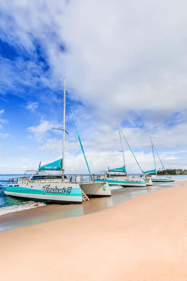Maui: Kaanapali Whale Watching Boat with Open Bar and Food - Who this whale watch suits best (and who should skip it)