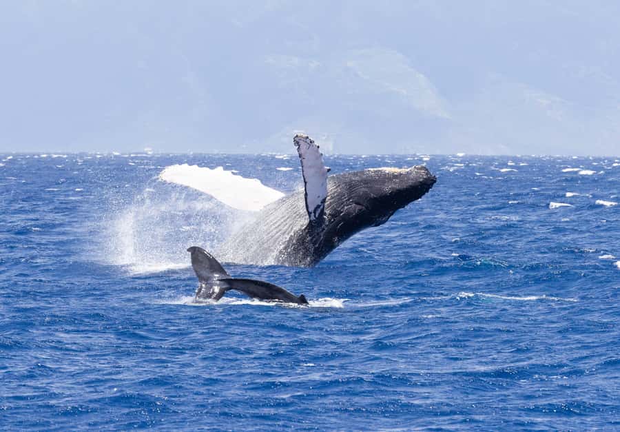 Maui: Ka'anapali Whale Watching Cruise on Luxury Sailboat - Two hours on a luxury catamaran: comfort that actually helps spotting