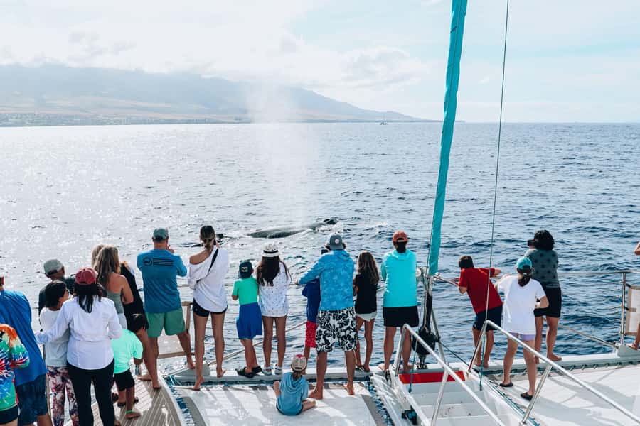 Maui: Ka'anapali Whale Watching Cruise on Luxury Sailboat - Early vs afternoon cruises: when to go for active behavior