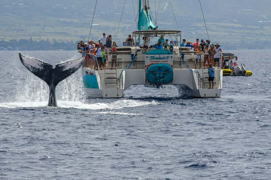 Maui: Ka'anapali Whale Watching Cruise on Luxury Sailboat - Price and value: is $108 worth it for two hours?
