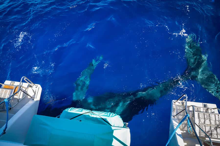 Maui: Ka'anapali Whale Watching Cruise on Luxury Sailboat - What you’re really listening for: hydrophone whale songs