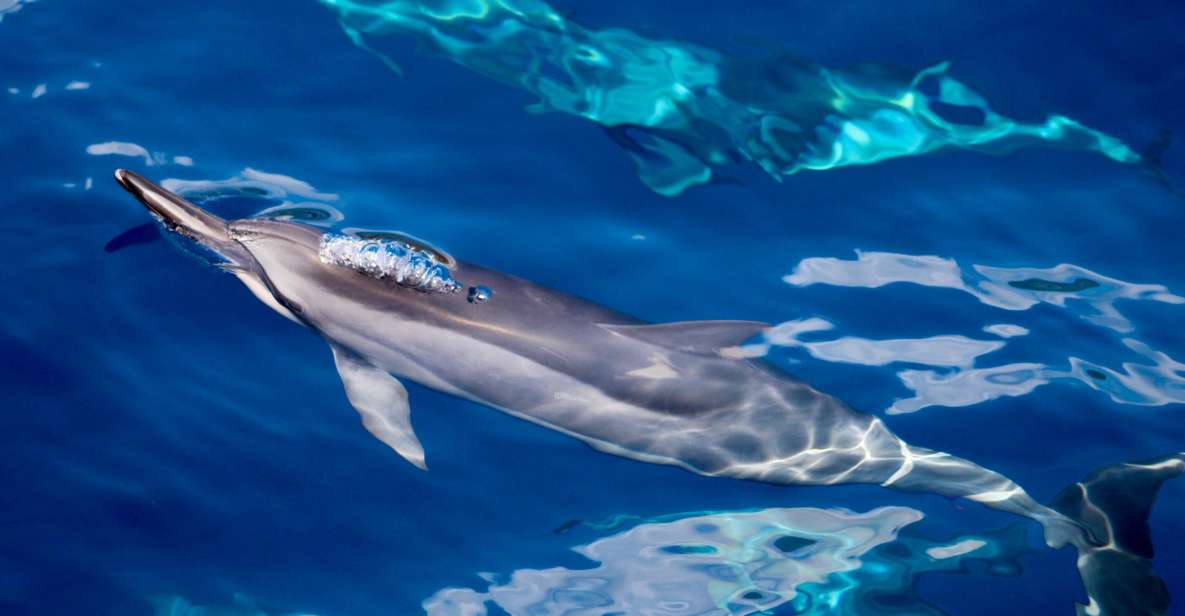 Maui: Lanai Snorkel & Dolphin Watch with Lunch - Key things I’d circle on your planning list