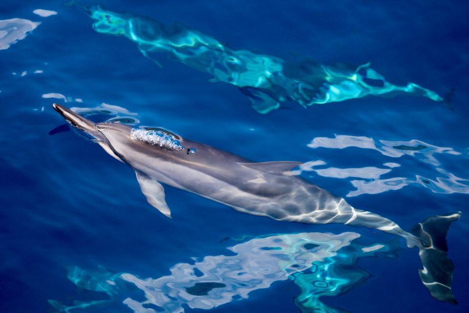Maui: Lanai Snorkel & Dolphin Watch with Lunch - The guided reef tour: what you’ll see under the surface