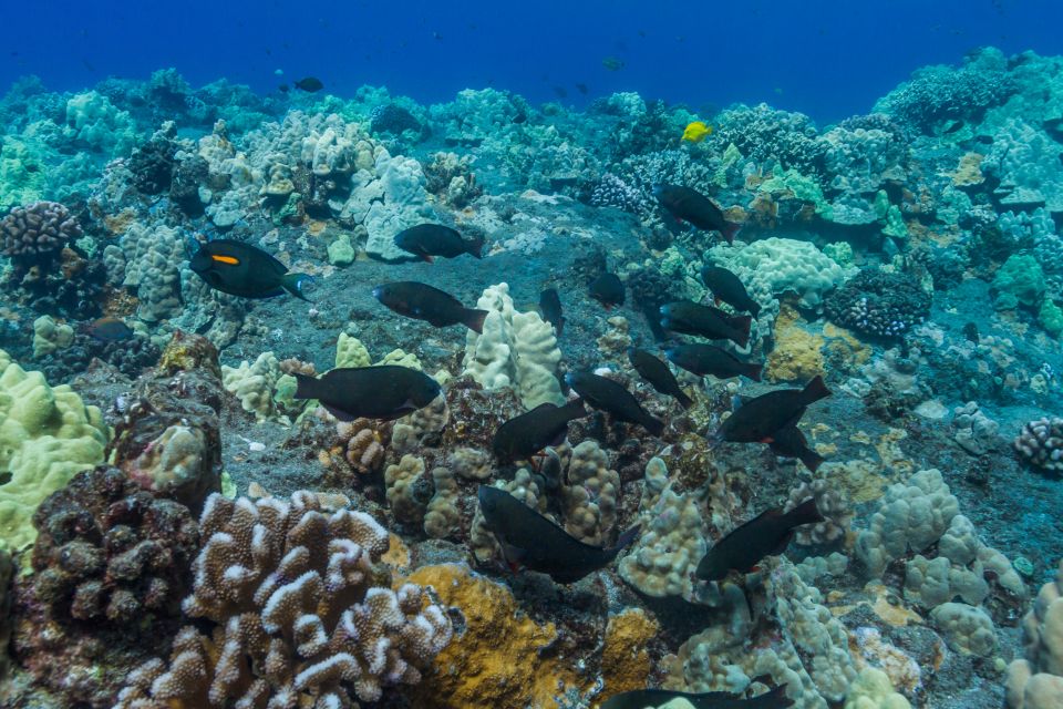 Maui: Lanai Snorkel & Dolphin Watch with Lunch - Price and value: is $172 per person worth it?