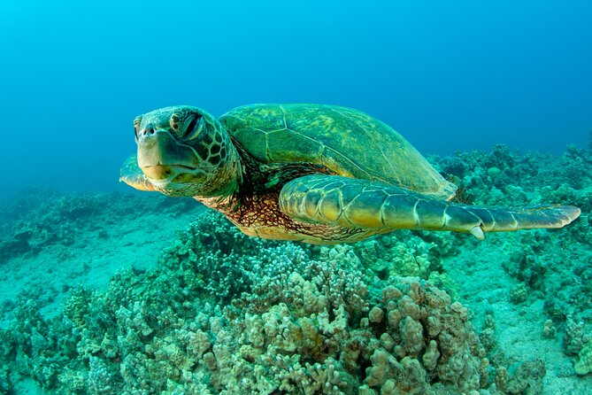 Maui Magic Adventure Snorkel: Molokini Crater and Turtle Stop - Turtle stop in Maui: how the green sea turtle chances work