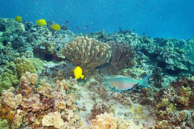 Maui Magic Adventure Snorkel: Molokini Crater and Turtle Stop - Value check: is $213.41 worth it for a half-day?