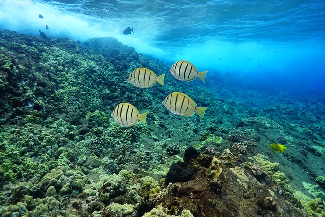 Maui Magic Adventure Snorkel: Molokini Crater and Turtle Stop - Who should book Maui Magic, and who should skip it