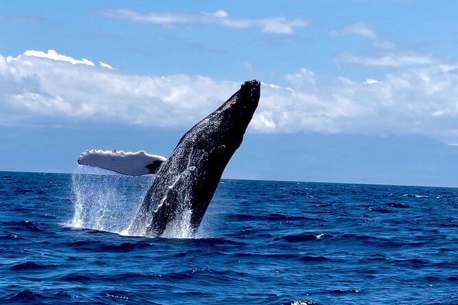 Maui Mid Day Magic Whale Watch - Key highlights you’ll feel right away