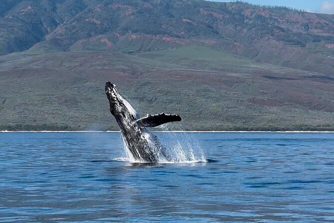 Maui Mid Day Magic Whale Watch - The crew approach: respectful distance, safety, and real expertise