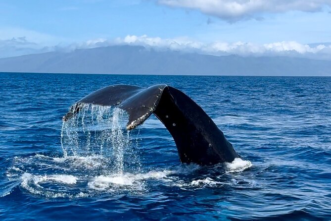 Maui Mid Day Magic Whale Watch - GoPro extendable sticks: turn good sightings into great photos