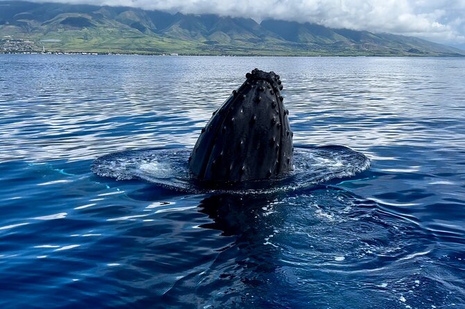 Maui Mid Day Magic Whale Watch - Comfort on board: what’s included, what’s not, and packing smart